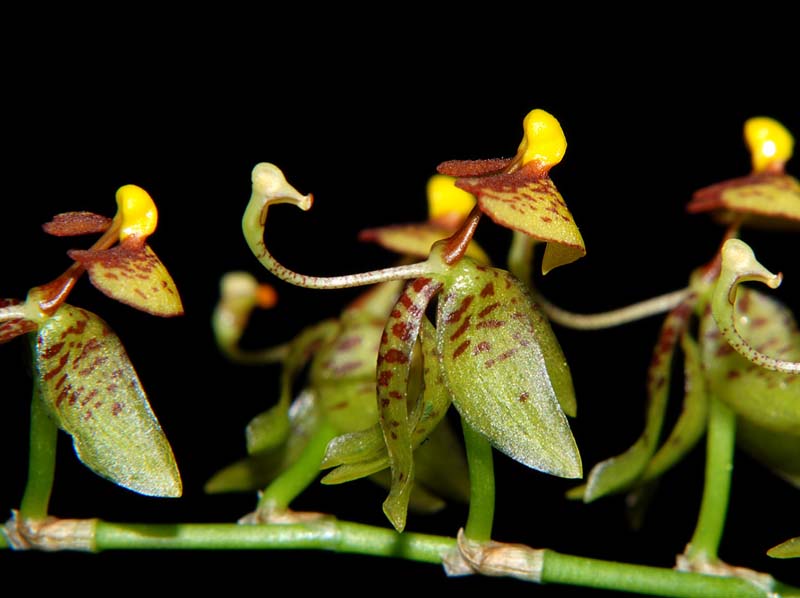 sigmatostalix_eliae_ws_cd