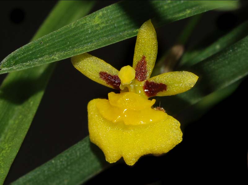 sigmatostalix_graminea_ws_cd