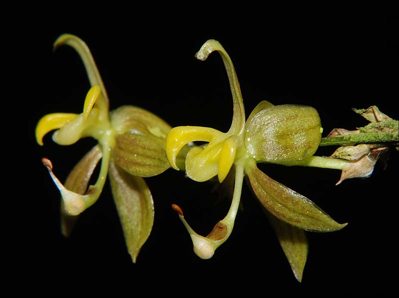 sigmatostalix_minax_ws_cd