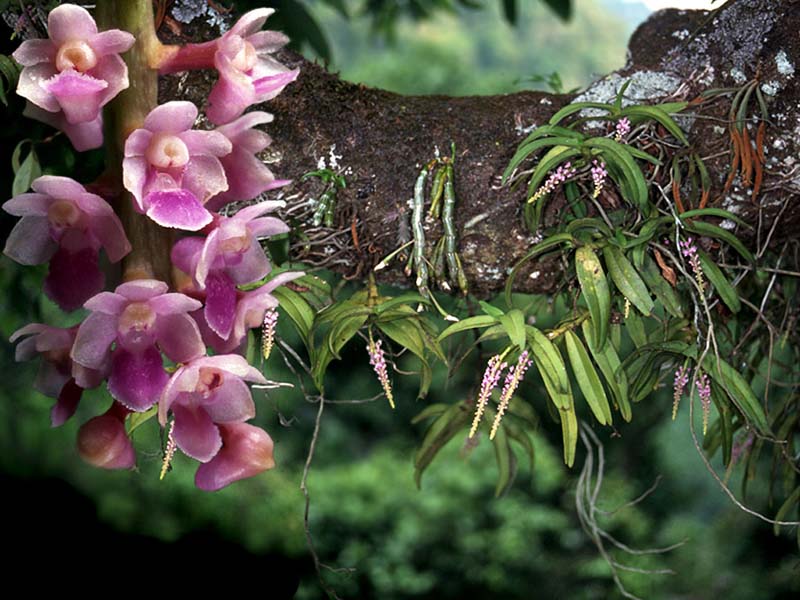 smitinandia_micrantha_cd