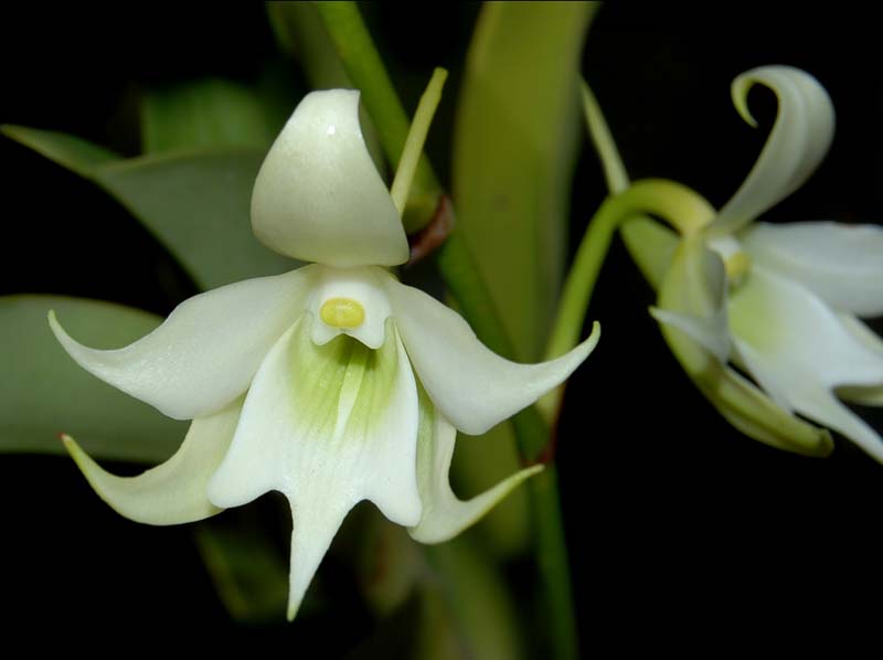 sobennikoffia_humbertiana_ws_cd