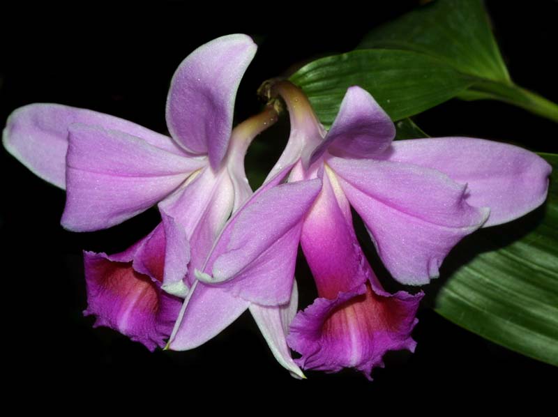 sobralia_decora_mh_cd