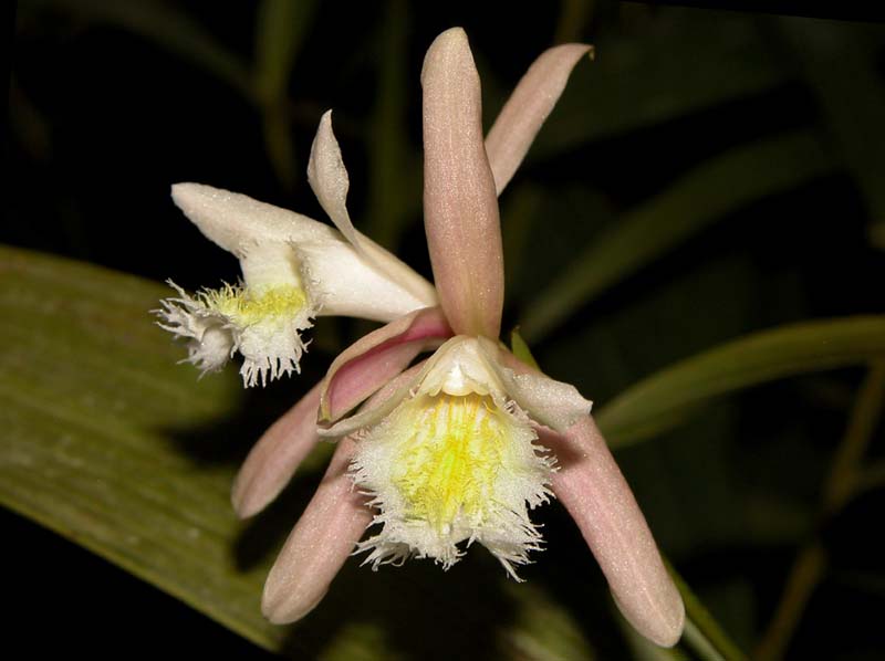 sobralia_fragrans_cd
