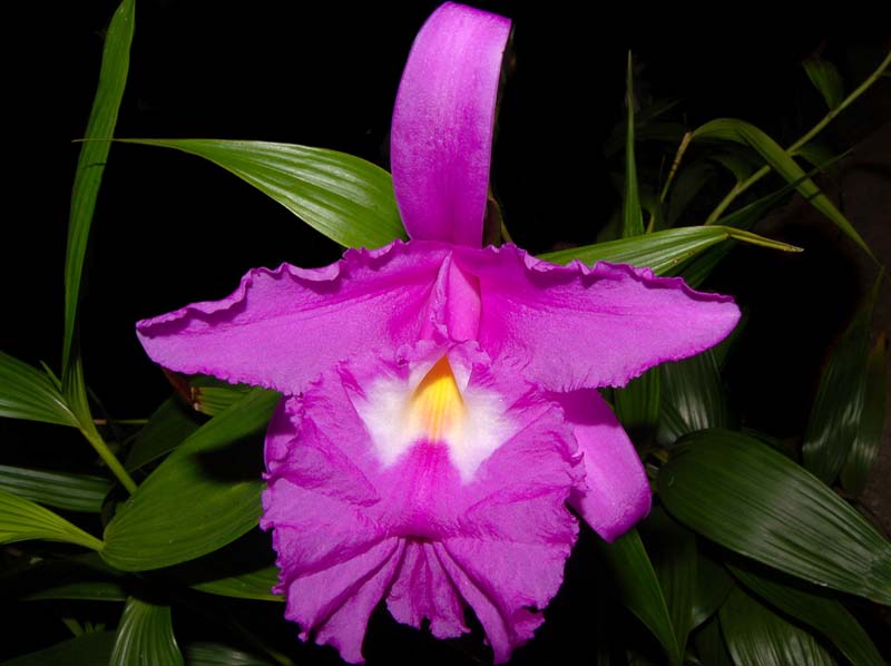 sobralia_macrantha2_ws_cd