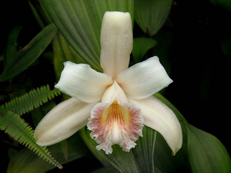 sobralia_powellii_zi_cd