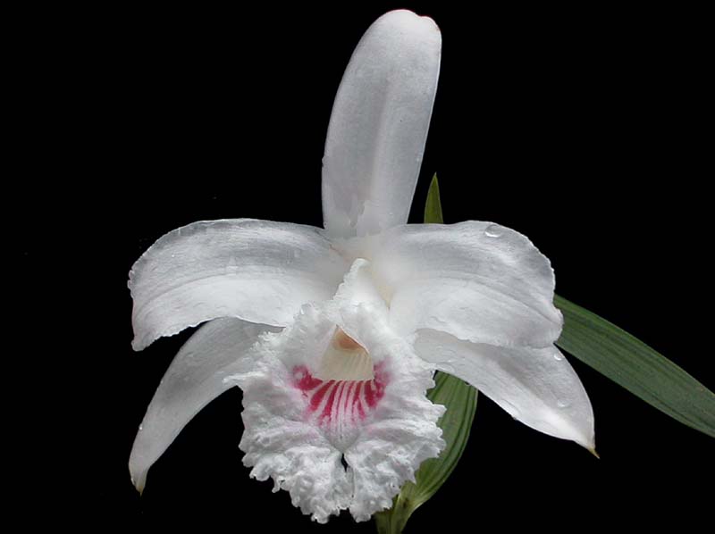 sobralia_pulcherrima_cd