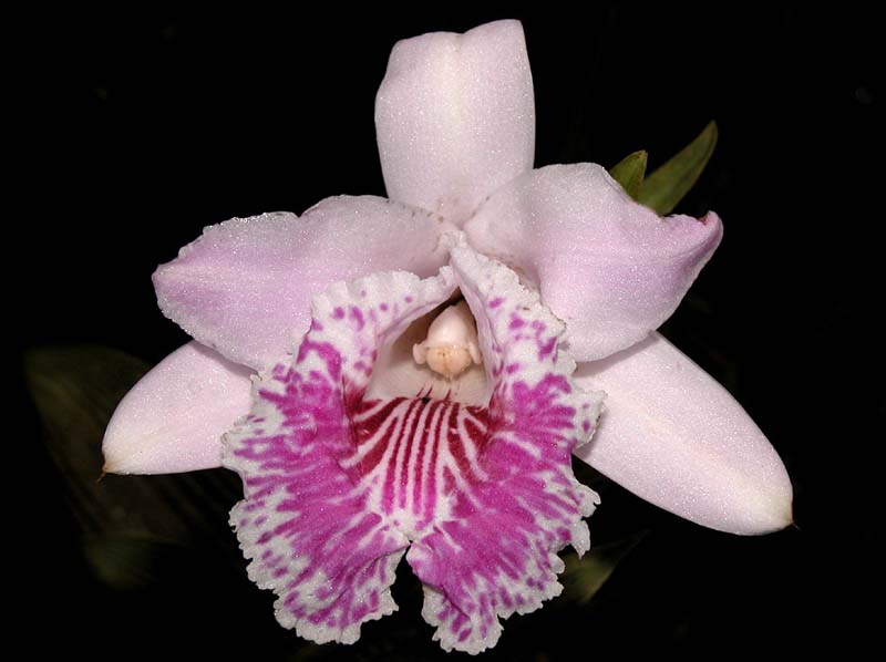 sobralia_rosea_cd