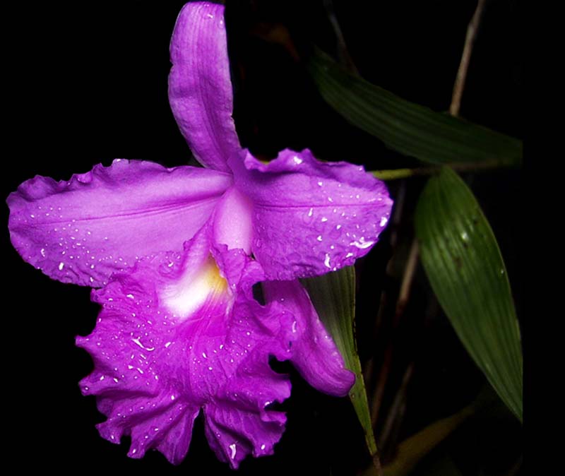 sobralia_species_cd