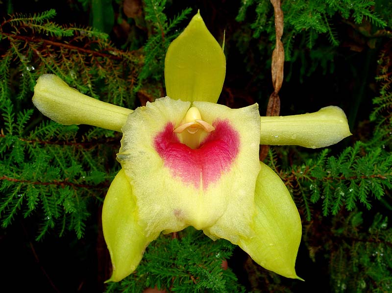 sobralia_turkeliae_ec_cd