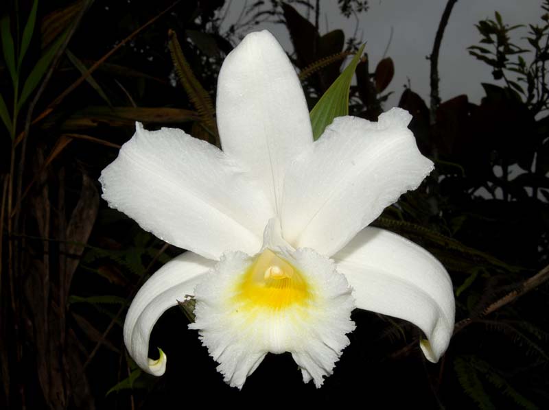 sobralia_virginalis_ws_cd