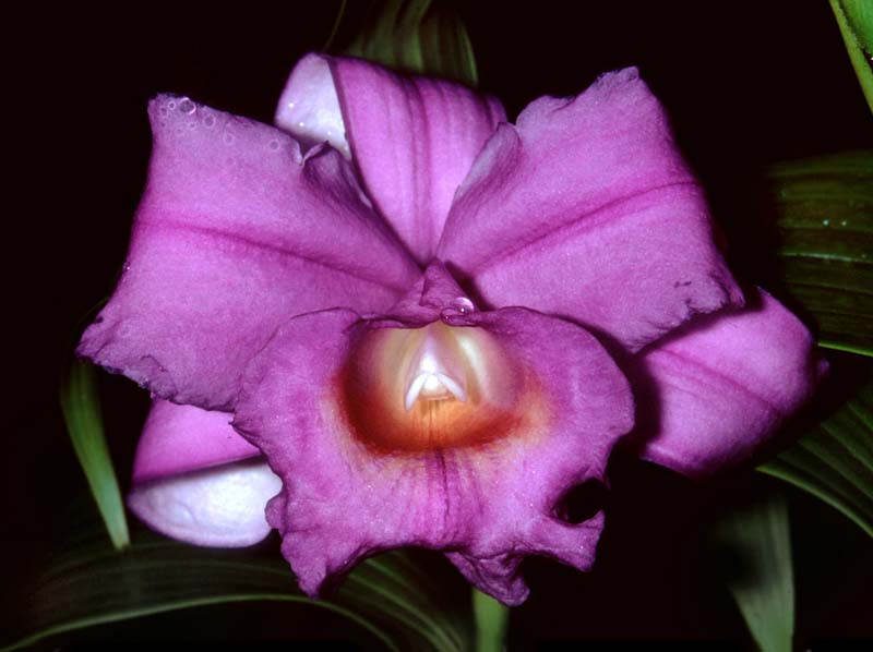 sobralia_warscewiczii_gg_cd