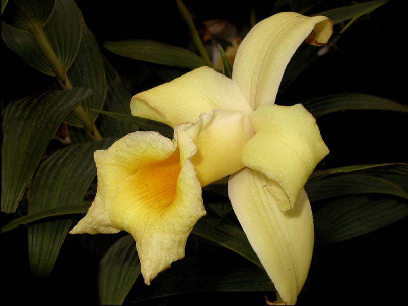 sobralia_xantholeuca_cd