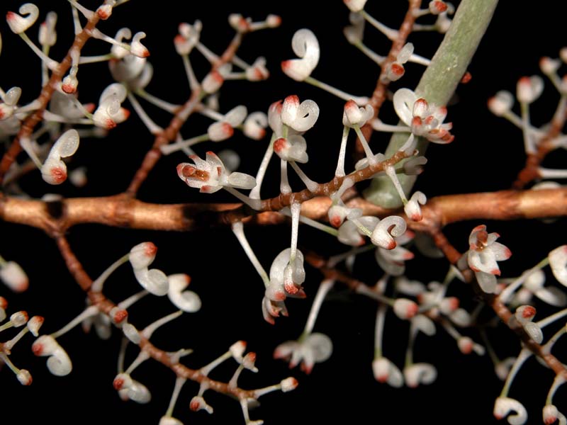 solenangis_aphylla_cd