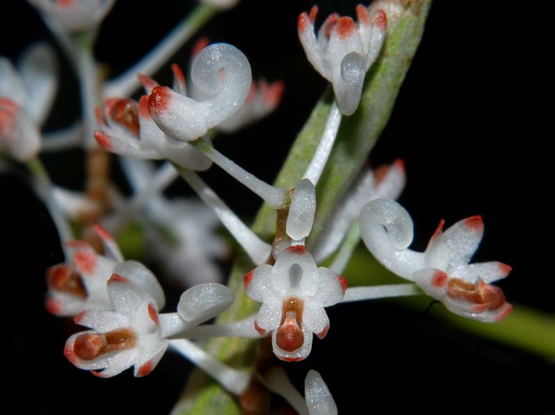 solenangis_aphylla_ws_cd