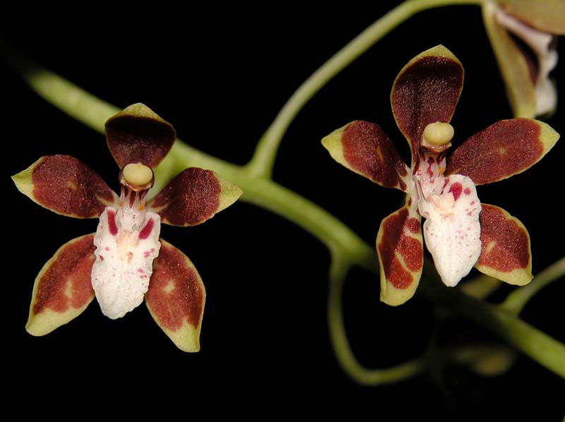 solenidiopsis_peruvianum_cd