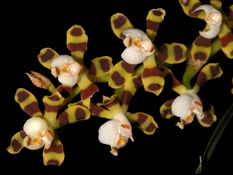 solenidiopsis_tigroides_cd