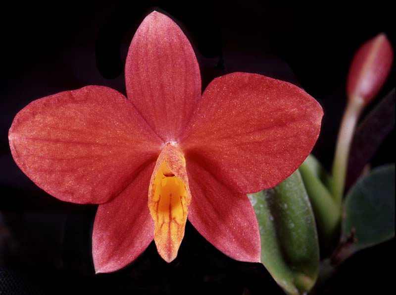 sophronitella_pygmea_cd