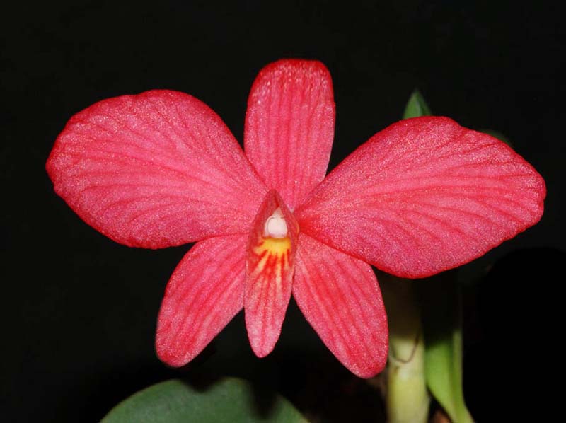 sophronitis_brevipendiculata_IP_cd