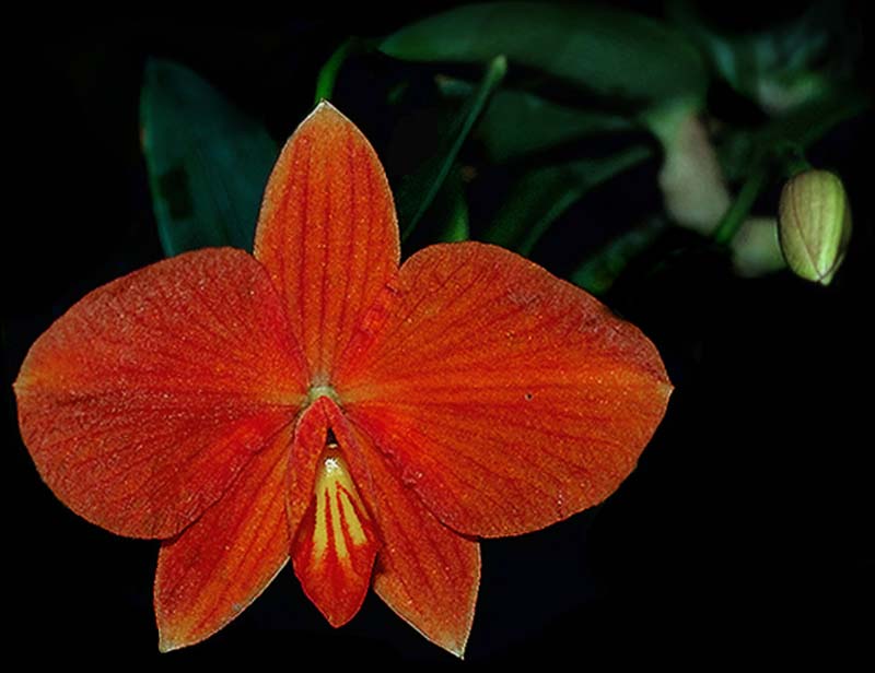 sophronitis_brevipendiculata_cd