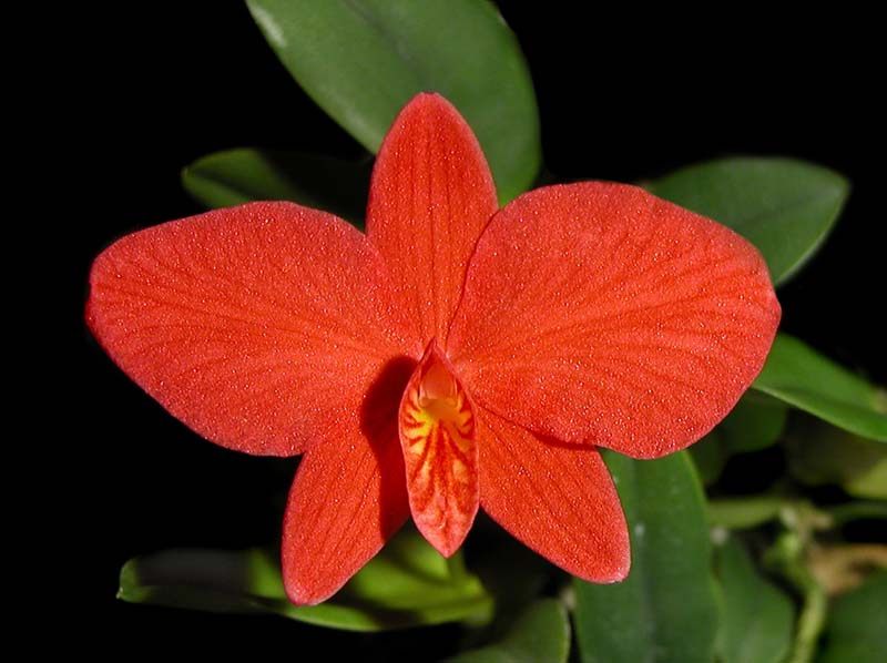 sophronitis_brevipendiculata_ws_cd