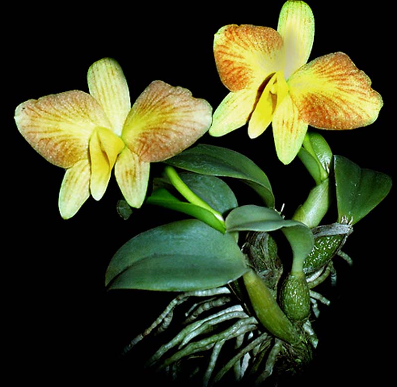 sophronitis_brevipendiculatayellow_cd