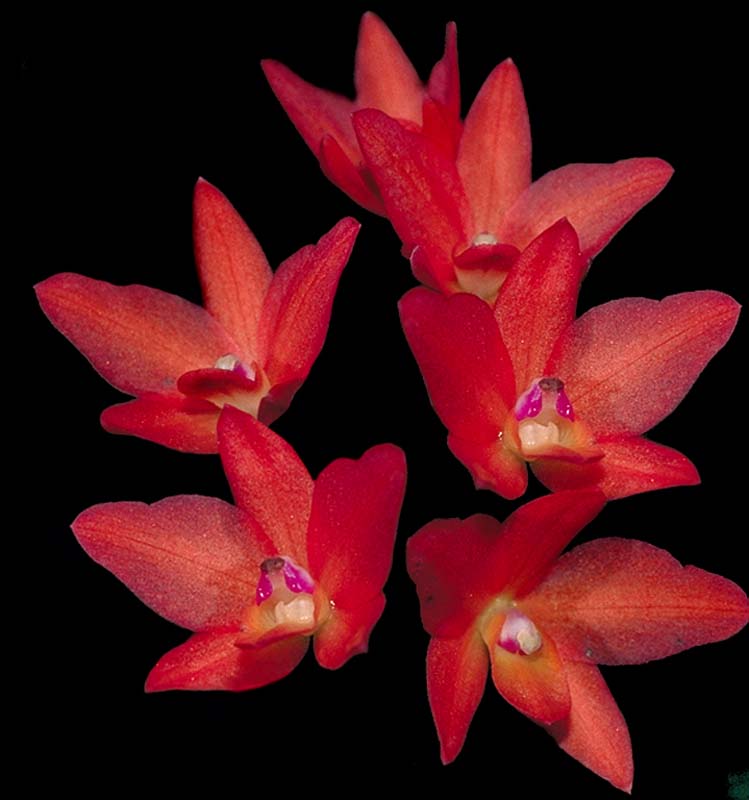 sophronitis_cernua2n_cd