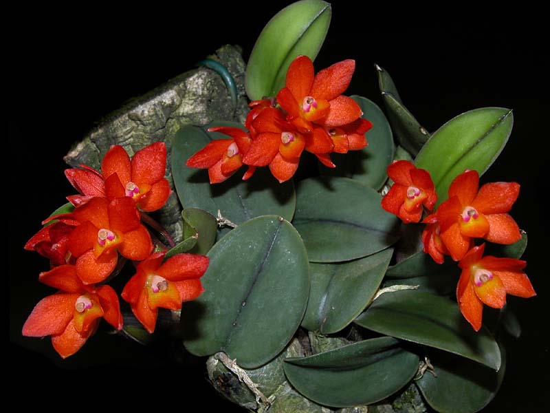 sophronitis_cernua3_cd