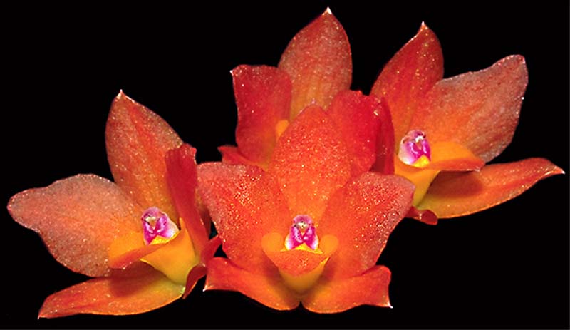 sophronitis_cernua4n_cd