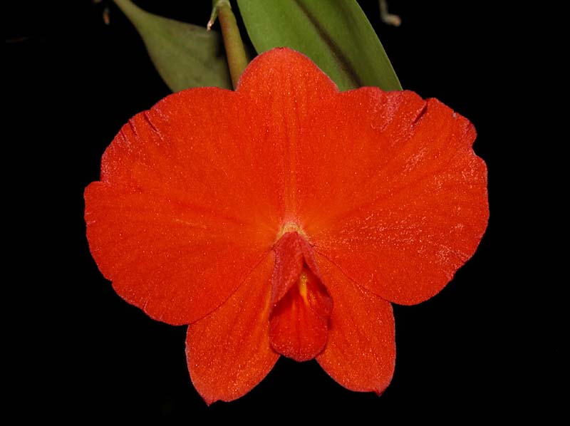 sophronitis_coccinea_4n_cd