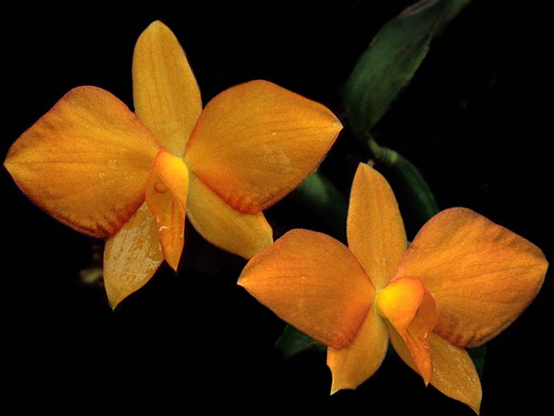 sophronitis_coccinea_amarello_cd