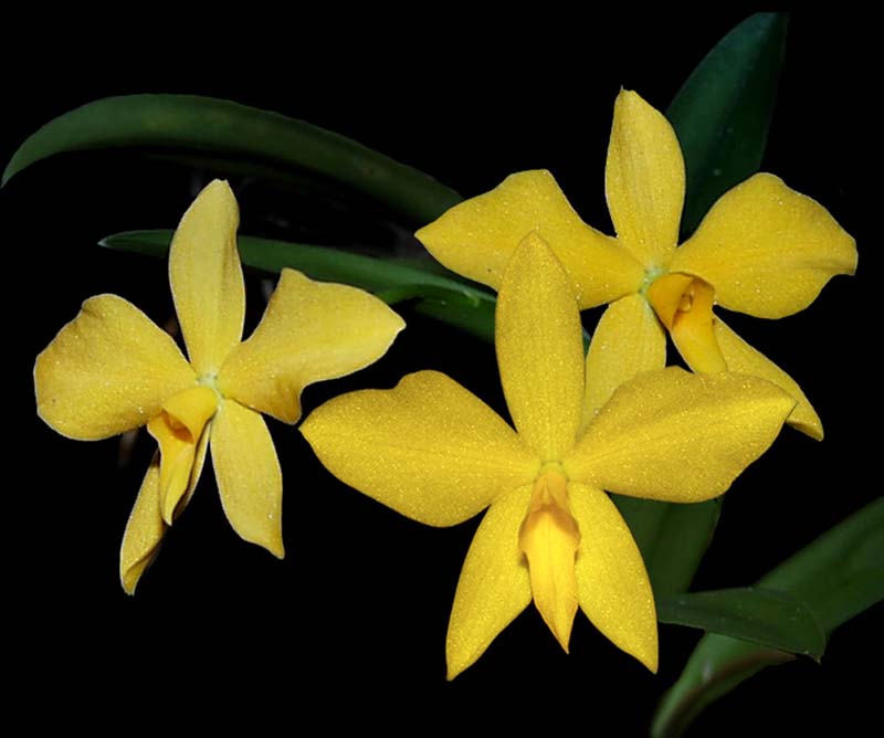 sophronitis_coccinea_gelb_cd