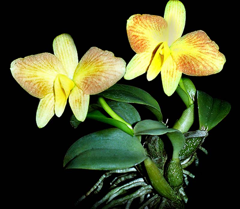 sophronitis_mantiqueira flava_cd