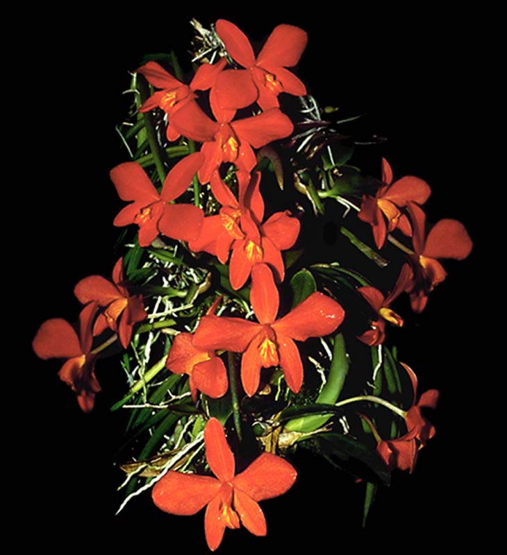 sophronitis_mantiqueira_cd