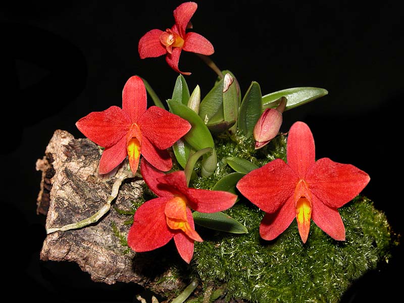 sophronitis_pygmea2_cd