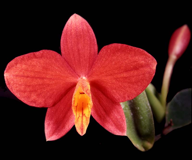 sophronitis_pygmea_cd