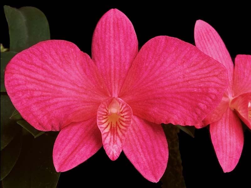 sophronitis_rosea_wittingiana_miranda_cd