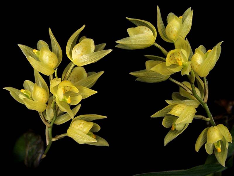 sotherosanthus_shephardii_cd