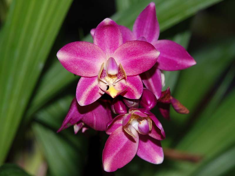 spathoglottis_hybride