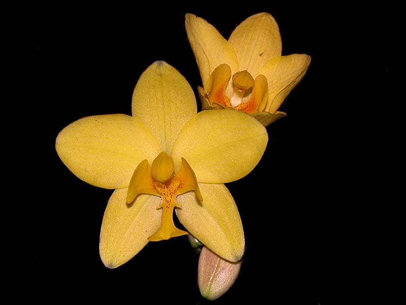 spathoglottis_lobbii_cd