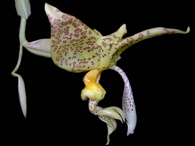 stanhopea ruckeri_ ip