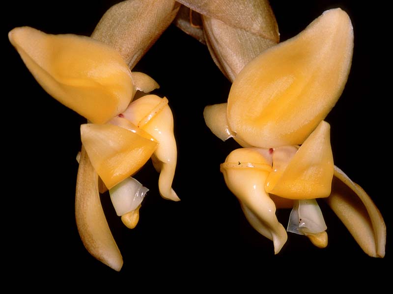stanhopea_annulata_cd