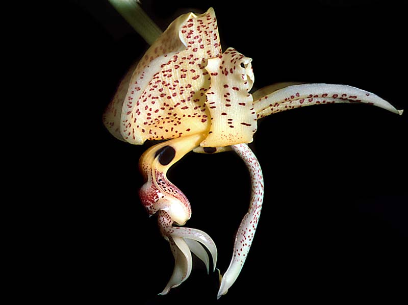 stanhopea_dodsoniana_GG_cd