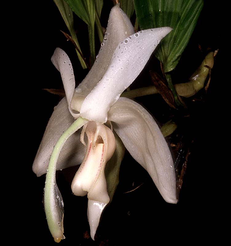 stanhopea_grandiflora_cd