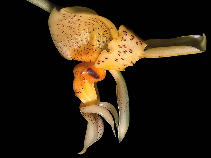 stanhopea_graveolens_GG_cd