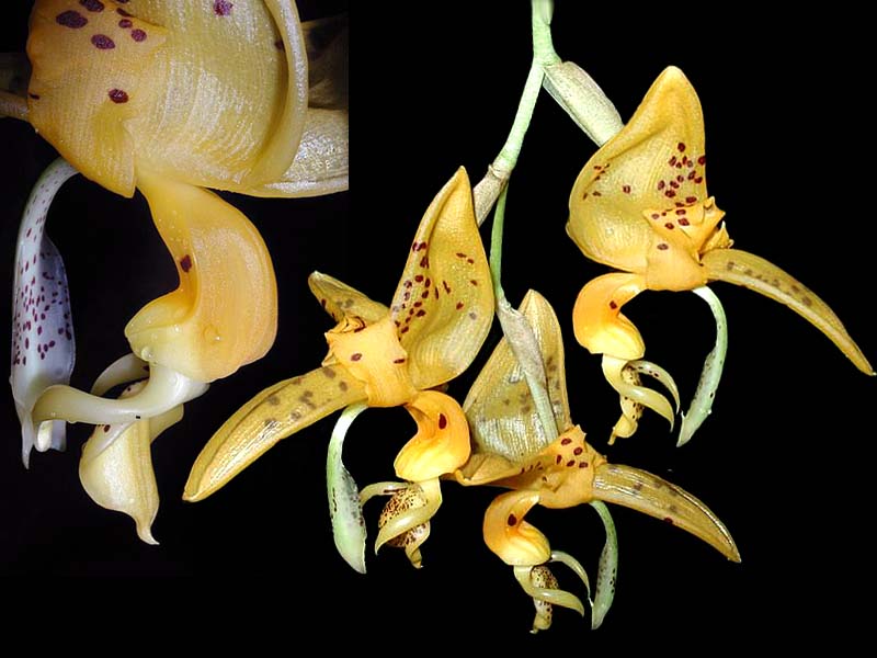 stanhopea_jenischiana_cd