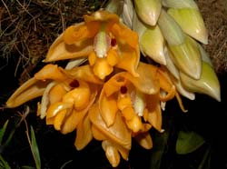 Stanhopea_stevensonii_ws_cd