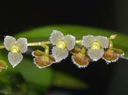 Stelis_guttifera_MH_cd