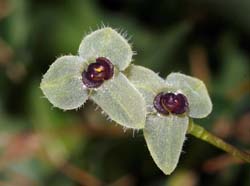 Stelis_hirtella_ws_cd