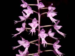 Stenoglottis_longifolia2_ws_cd