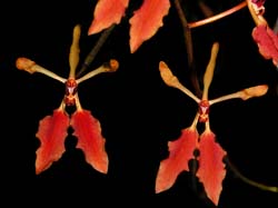 renanthera vietnamensis_cd